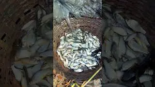 Small fish catching #fish #fishing #fishingvideo