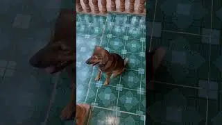 Funny puppy laughing 😆 #puppy #shorts #doglaughs