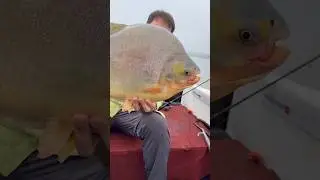 Pacu gigante en Misiones !