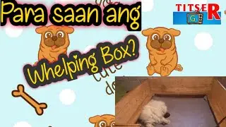 Whelping Box | Nesting Box for Dogs ( Bakit kailangan ang whelping pen sa ating mga alagang aso???)