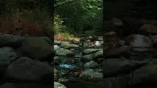 Beautiful river in forest #nature #river #forest #beautifulview #unfrezzmyaccount #viral #short
