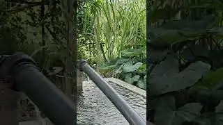 cg village video #love #shortvideo #nature 🌿🌿🌿