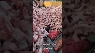 The Process of Making Bone Meal Fertilizer