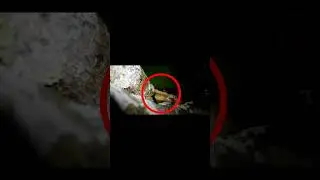 Robot Frog Activated?! Craziest Mechanical Croak Ever 🤖🐸 #frogsoftiktok #viralshorts #funnyanimals