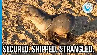 Seal Strangled by Plastic Packing Strap: Another Preventable Ocean Tragedy