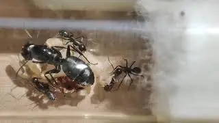 Szürke lóhangya (Camponotus vagus) dolgozó születése