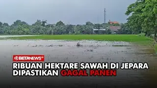 Ribuan Hektare Sawah di Jepara Dipastikan Gagal Panen
