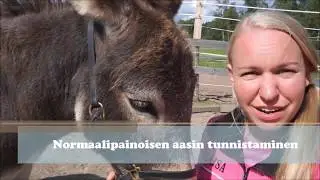 T&auml;lt&auml; n&auml;ytt&auml;&auml; normaalipainoinen aasi!