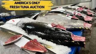 Inside America&rsquo;s Only Fresh Tuna Auction + Hawaii&rsquo;s Largest Whiskey Bar