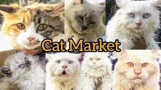 Cat Market Karachi || Saddar Cat Market || Billi ki Market Karachi || 28 Jan 2024 #babapetsinfo #cat