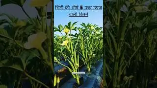 भिंडी की टॉप 5 हायब्रिड किस्में जो देगी 150 से 200 क्विंटल उत्पादन #भिंडी_की_खेती #okrafarming #top5