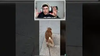 Reaccionando a mis FAVORITOS de TikTok (Parte 1) #reaccionando #tiktok #samuelboxs
