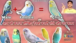 How to produce new colour in budgies// नए कलर बनाना सीखो #budgies #virel #trending