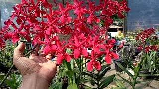 Super red orchid , Renanthera