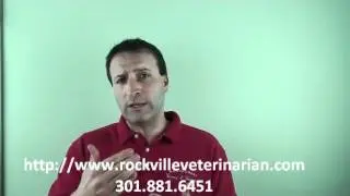 Should I Get Pet Insurance