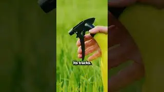 How to fix Large Patch in your lawn