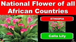 National Flowers of all African Countries  || DAG12612