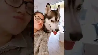 Girl Makes Wish With Husky#husky #dogvideo #wish #dogandowner