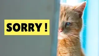 HOW DO CATS APOLOGIZE TO HUMANS? 🔥 | Cat behavior after mischief  |How cats say sorry,