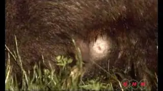 Tasmanian Wilderness (UNESCO/NHK)