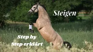 Das Steigen I Freiheitsdressur dem Pferd erlernen