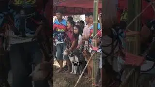 #marenten #burualek #bujanggadihparenten #hunting #hunter #dog #berburu #gadis #viral #shorts