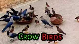 Crow Birds and Sparrow Beautiful Moments Crows Sounds | Lazy Birds Sounds 