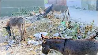 Donkey mating viral video #donkey #mating #registan 