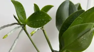 НА КАЖДОМ ЦВЕТОНОСЕ ДЕТКА 🥳 ОРХИДЕЯ 