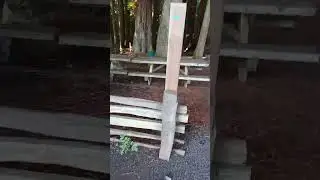 GIANT TREES Hiking Trails With Stunning Views 🌲 Nature Walk In Forest 🌿 #shorts