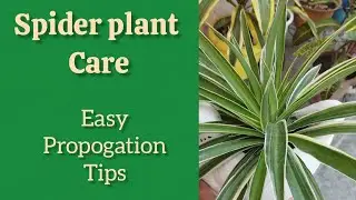 Spider plant care । Easy propogation tips/स्पाइडर प्लांट की देखभाल कैसे करें।