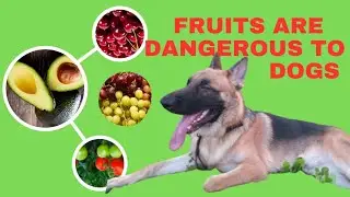 Avoid these DANGEROUS fruits to your dogs