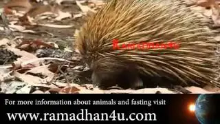 Spiny Anteaters who fast video (Animal Instincts episode)