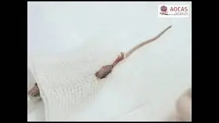 Femoral Bone Marrow Aspiration in Live Mice