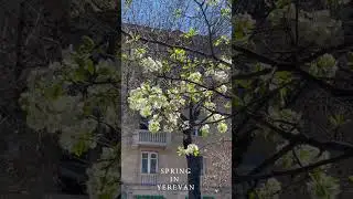 Yerevan blossom .🌸#Visit_Yerevan #visiterevan #armenia🇦🇲 #spring #springerevan #yerevan