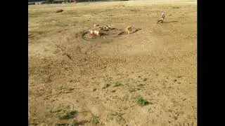 Site stripping and archaeological excavation of a burnt mound at Bury St Edmunds, Suffolk