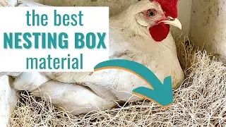 The Best Chicken Nesting Box Material for Clean Eggs