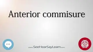 Anterior commisure   Anatomy of the Brain   SeeHearSayLearn 🔊