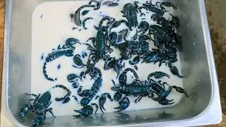 Best Cooking And Eating Scorpion Video 2022😮