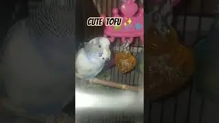 Cute Tofu ✨️ #birds #shorts