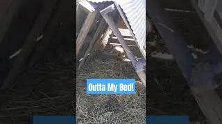 Kitten Steals Piggy's Bed! #homestead #cat #cats #pig #farmanimals #catlover #friends #cute #funny