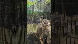 Bengal Tiger Cub and Lion Cub after Taking Shower | Nouman Hassan |