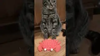 cat plays with a pop it