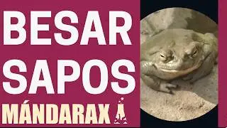 KISSING TOADS | Science in your daily life | Mandarax | Premiere