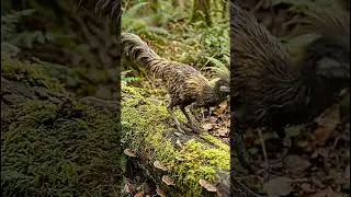Hunter bird 🦖 viral #ytshorts #viral #animals #viralvideo #video #youtubeshorts #youtube