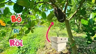 Giật Mình Ong Nhà Bỏ Đi Cùng Với Vẹt Ngực Hồng Và Hành Trình Bắt Lại / Quế Nghịch