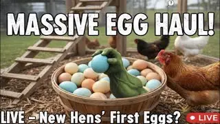 We just added new chickens to the family&mdash;and you know what that means: MORE EGGS (eventually)! 🐣