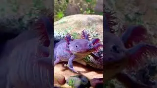 Meet The Axolotl: The cutest animal #axolotl #fishing #wildlife  #fish