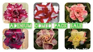 BUY ADENIUM PLANTS ONLINE