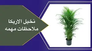 نخيل الاريكا متطلباته والعنايه به